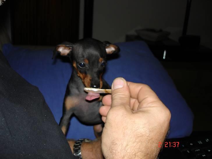 Prazsky krysarik  Peanut R.I.P. billede 18