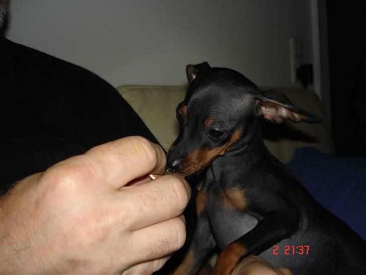 Prazsky krysarik  Peanut R.I.P. billede 19