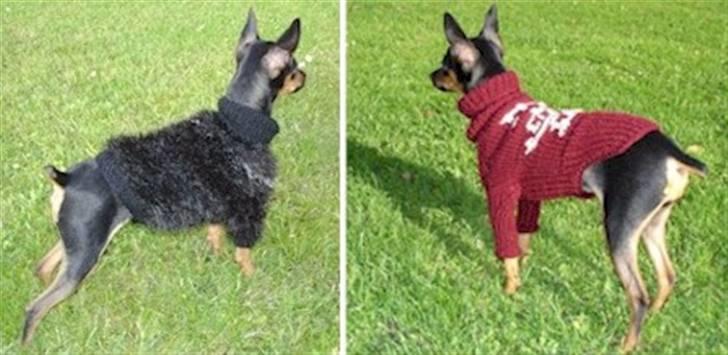 Prazsky krysarik Freja billede 19