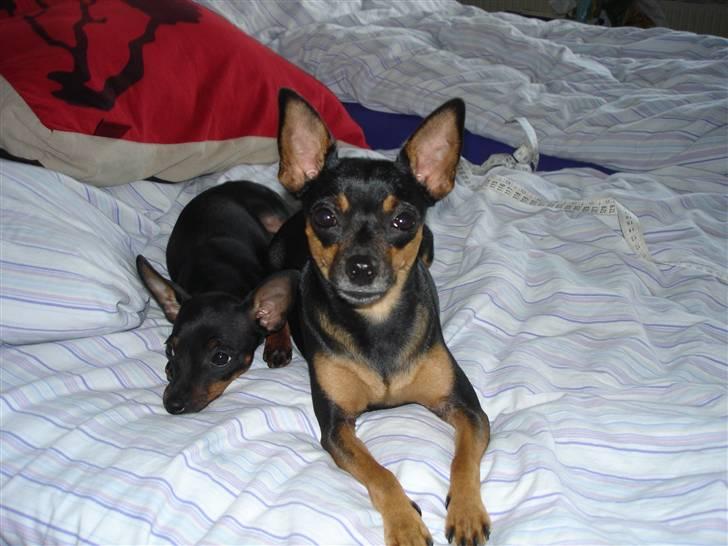 Prazsky krysarik Freja billede 20