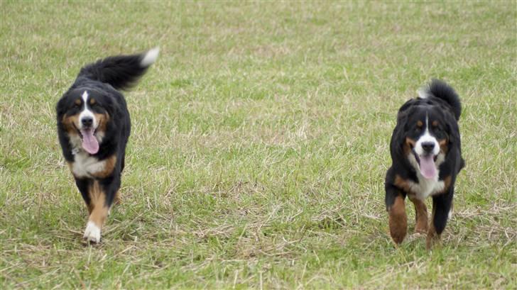 Berner sennenhund Laban billede 9