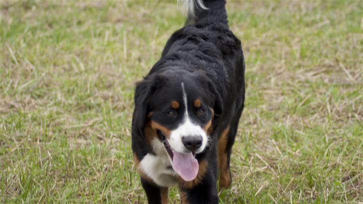 Berner sennenhund Laban billede 10