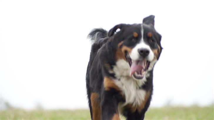 Berner sennenhund Laban billede 11