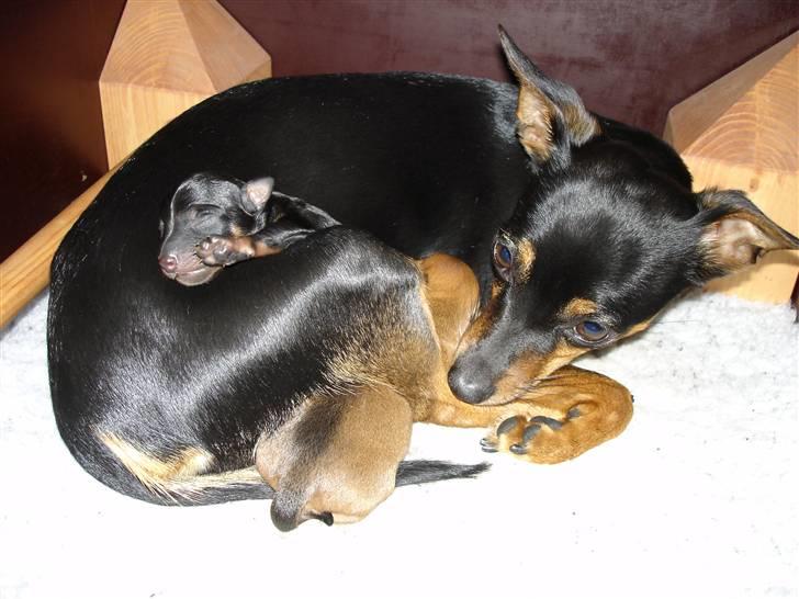 Dvaergpinscher Mille billede 16