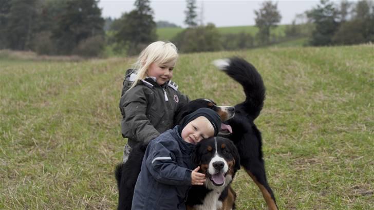 Berner sennenhund Laban billede 12