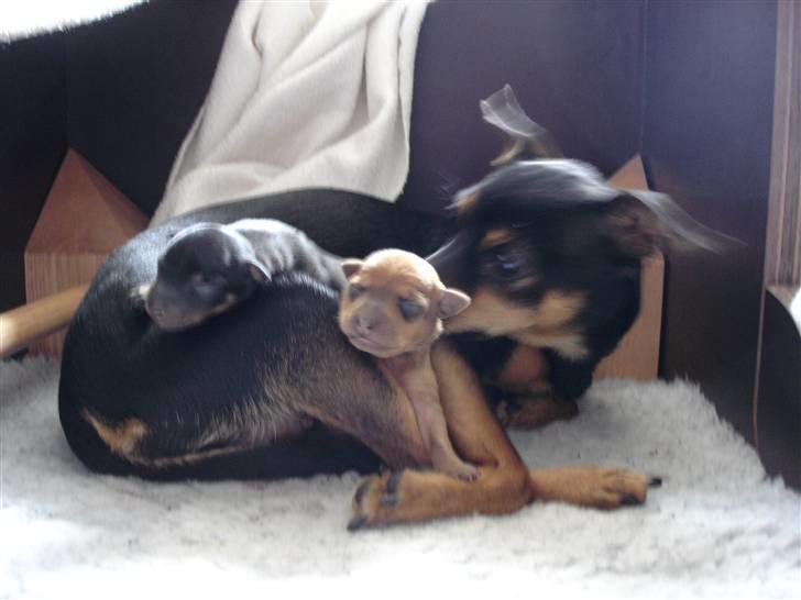 Dvaergpinscher Mille billede 17