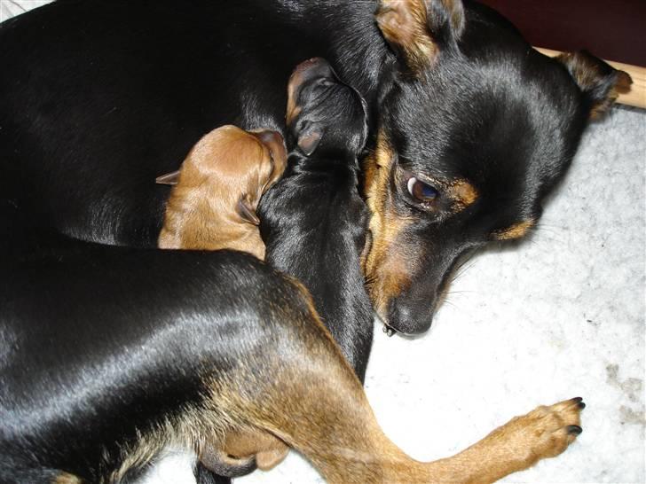Dvaergpinscher Mille billede 18