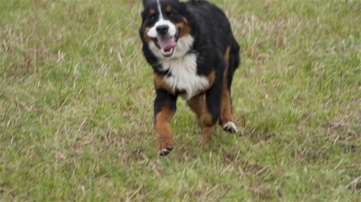 Berner sennenhund Laban billede 13