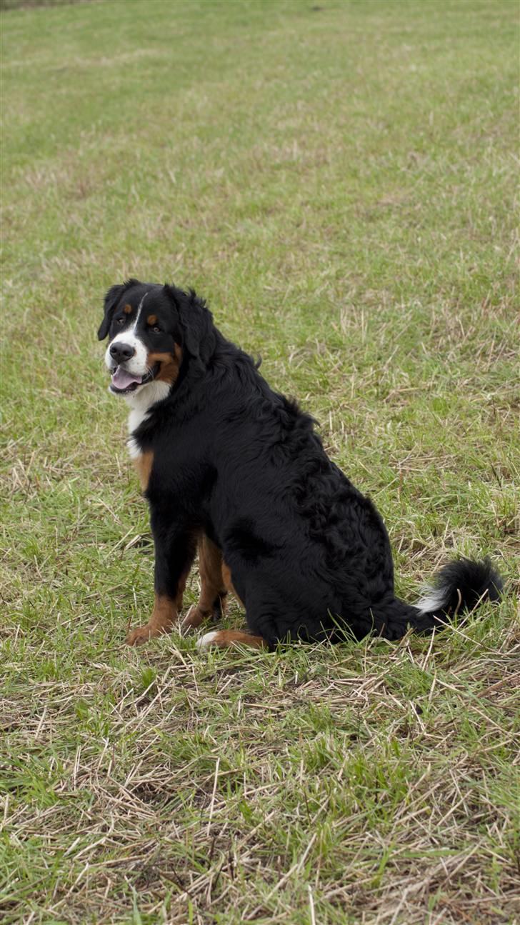 Berner sennenhund Laban billede 14