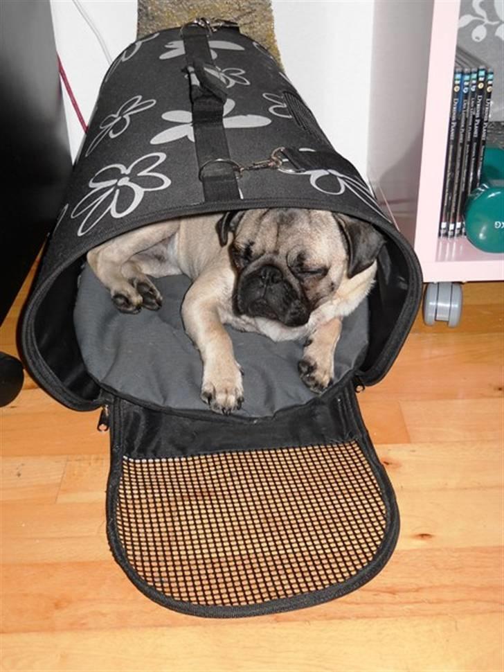 Mops Yoda billede 20