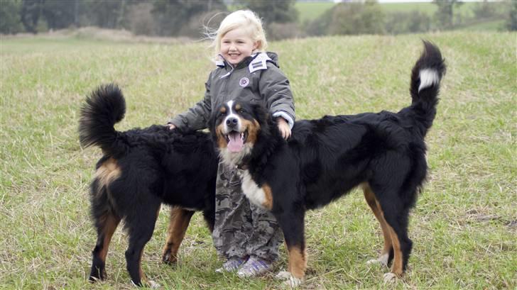 Berner sennenhund Atilla billede 12