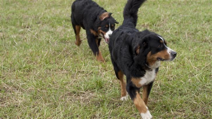 Berner sennenhund Atilla billede 13