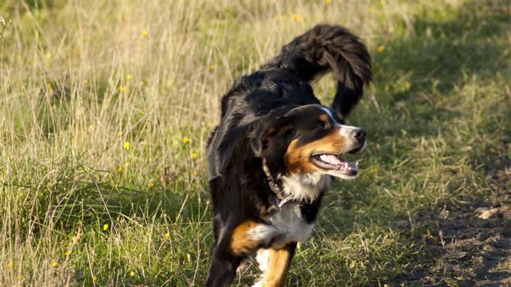 Berner sennenhund Atilla billede 14