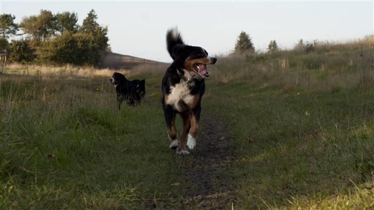 Berner sennenhund Atilla billede 15