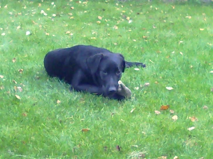 Blanding af racer nellie billede 1