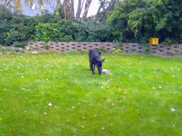 Blanding af racer nellie billede 2