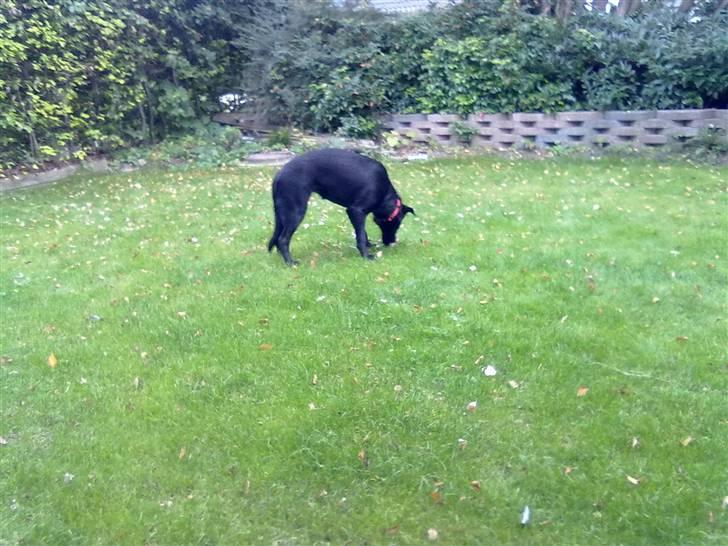 Blanding af racer nellie billede 3