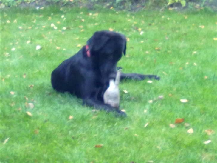 Blanding af racer nellie billede 4