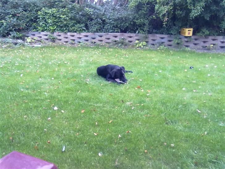 Blanding af racer nellie billede 5