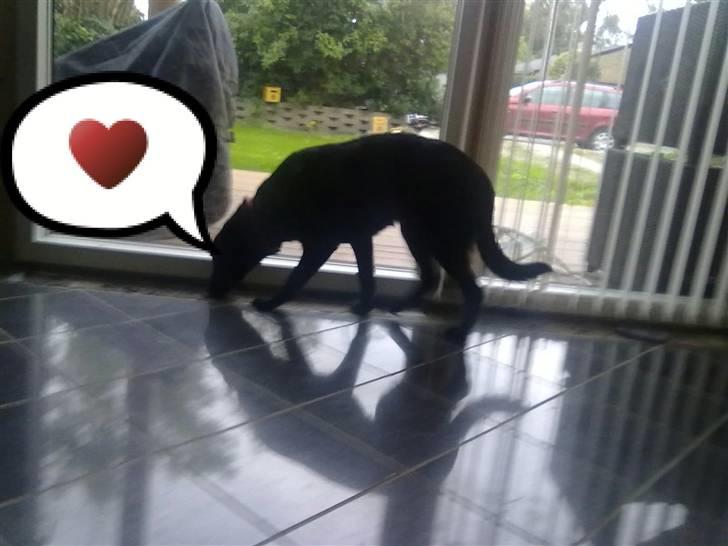 Blanding af racer nellie billede 6