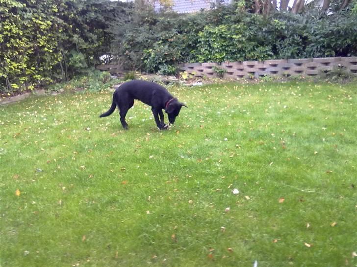 Blanding af racer nellie billede 7