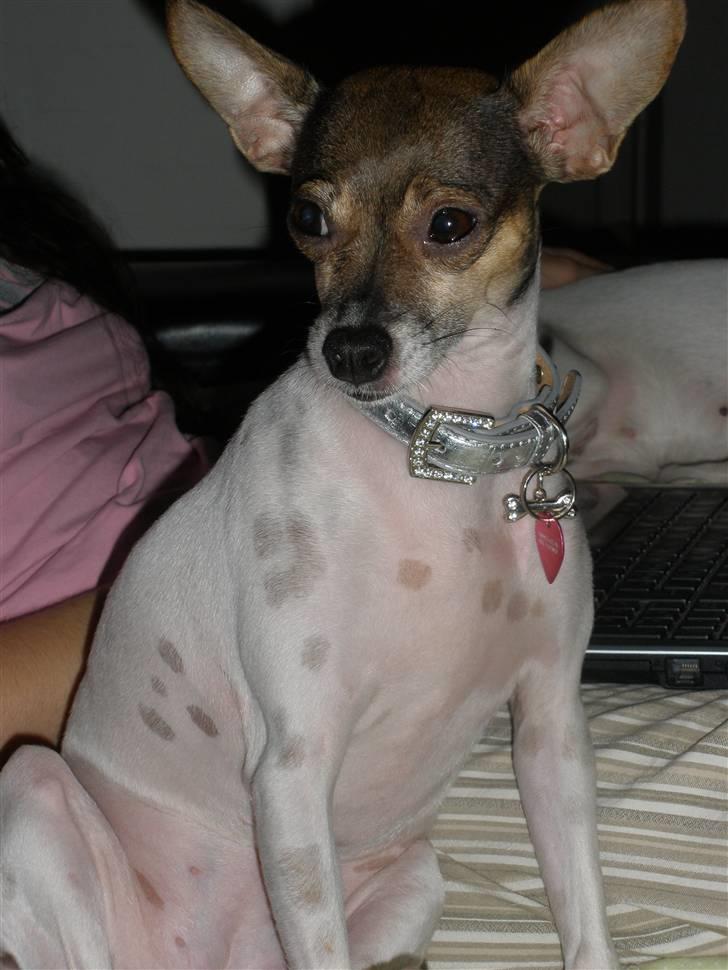 Blanding af racer Gucci <3 billede 5