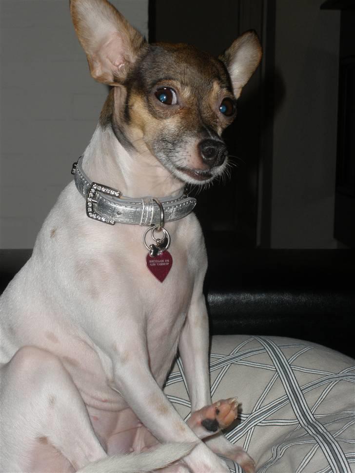 Blanding af racer Gucci <3 billede 11