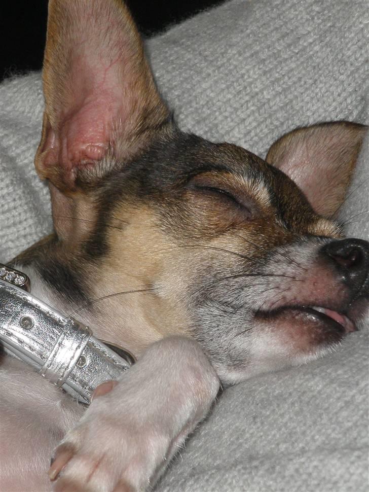 Blanding af racer Gucci <3 billede 13