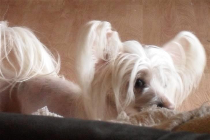 Chinese crested hårløs Cappuccino billede 19