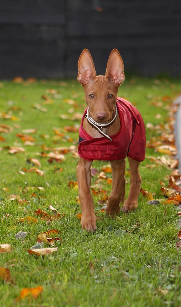 Pharaohound Spisis most wanted ramses(RIP) billede 1