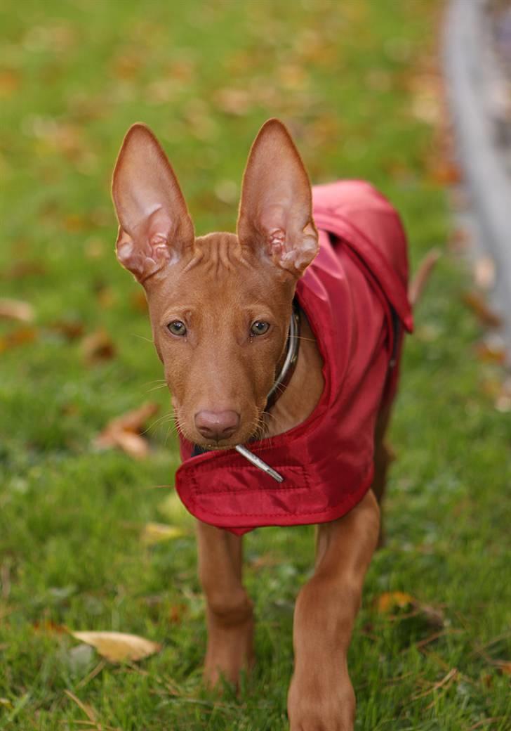 Pharaohound Spisis most wanted ramses(RIP) billede 2