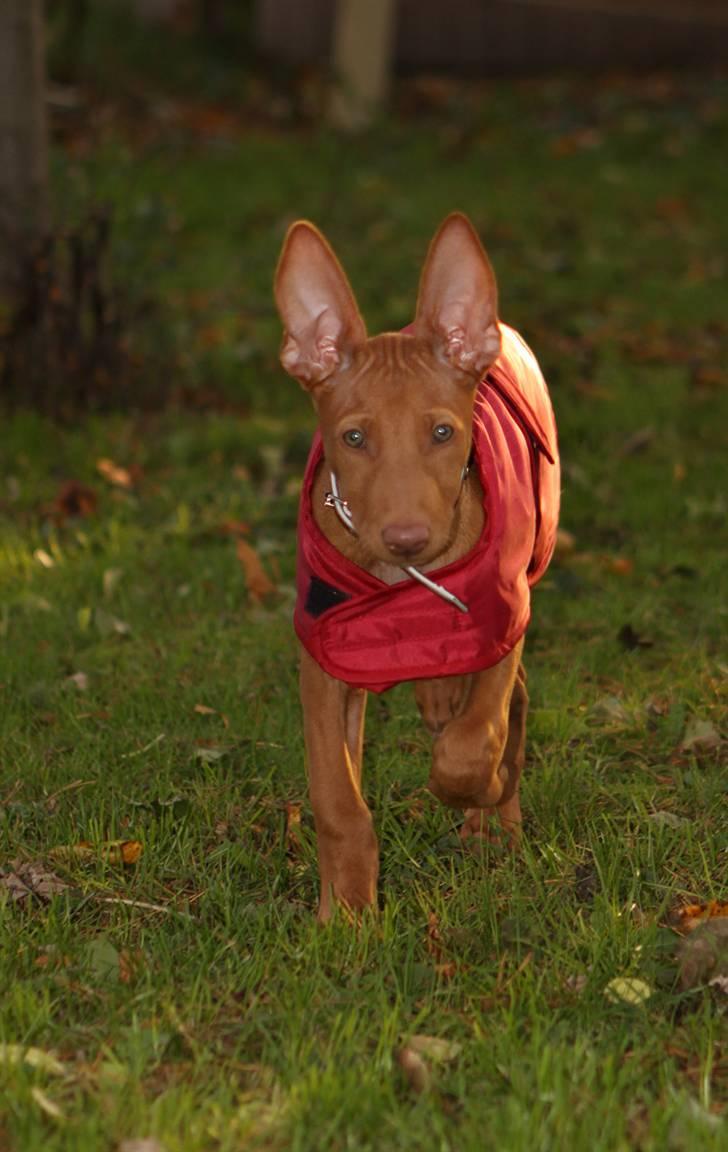 Pharaohound Spisis most wanted ramses(RIP) billede 3