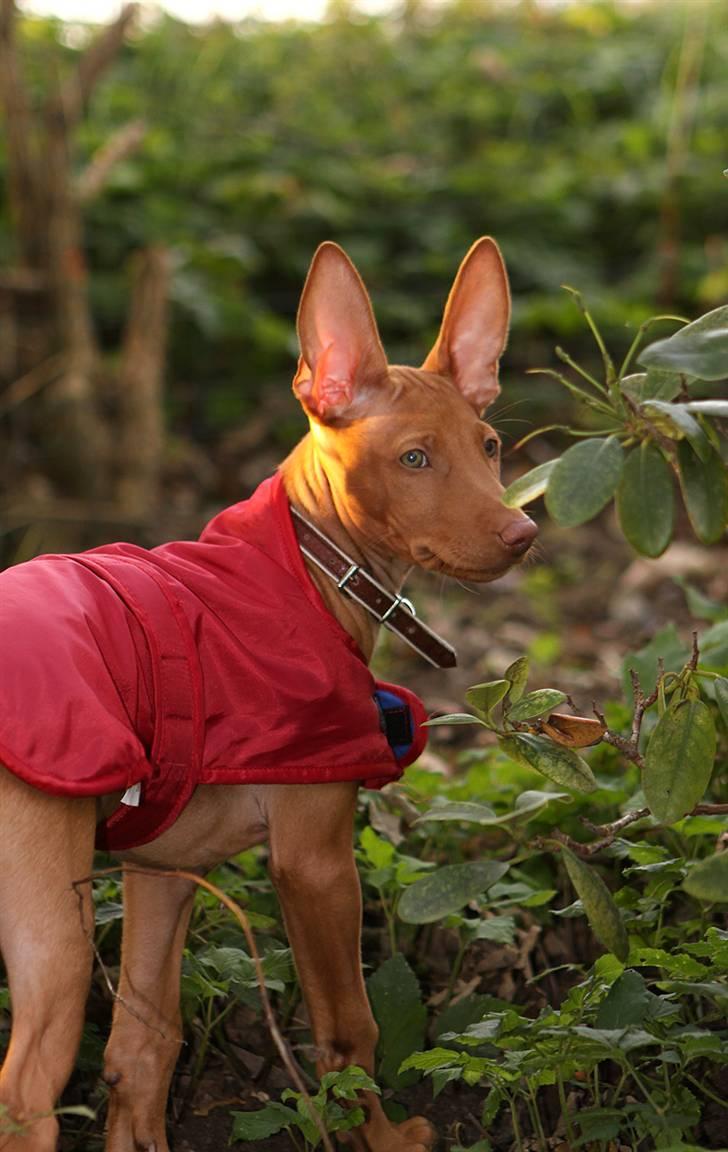 Pharaohound Spisis most wanted ramses(RIP) billede 4