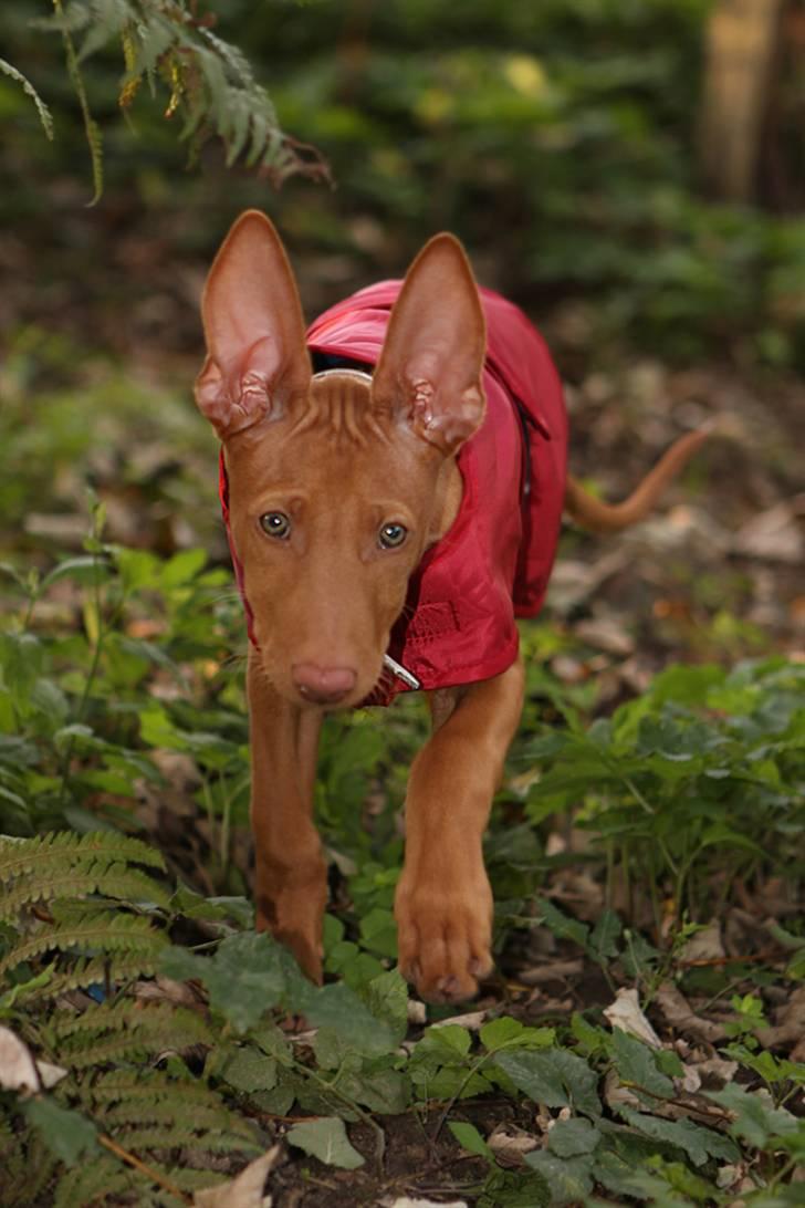 Pharaohound Spisis most wanted ramses(RIP) billede 5