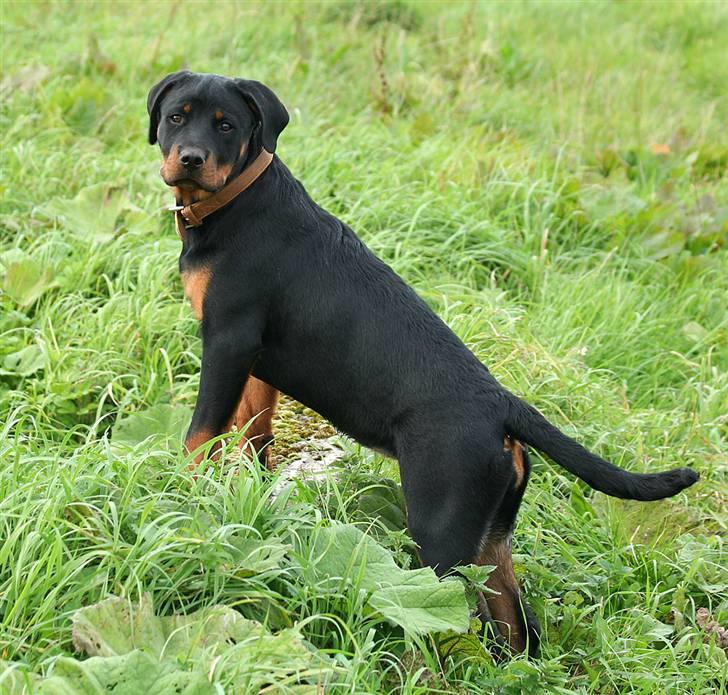 Rottweiler Kakestto's Freya - Næsten 5 måneder og tager et overblik ud over engen. billede 19