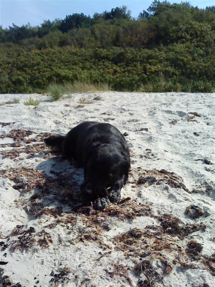 Blanding af racer Berta billede 1