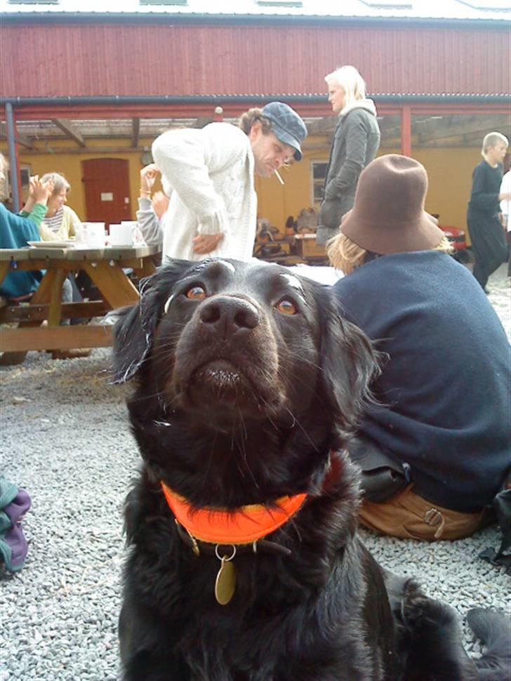 Blanding af racer Berta billede 2