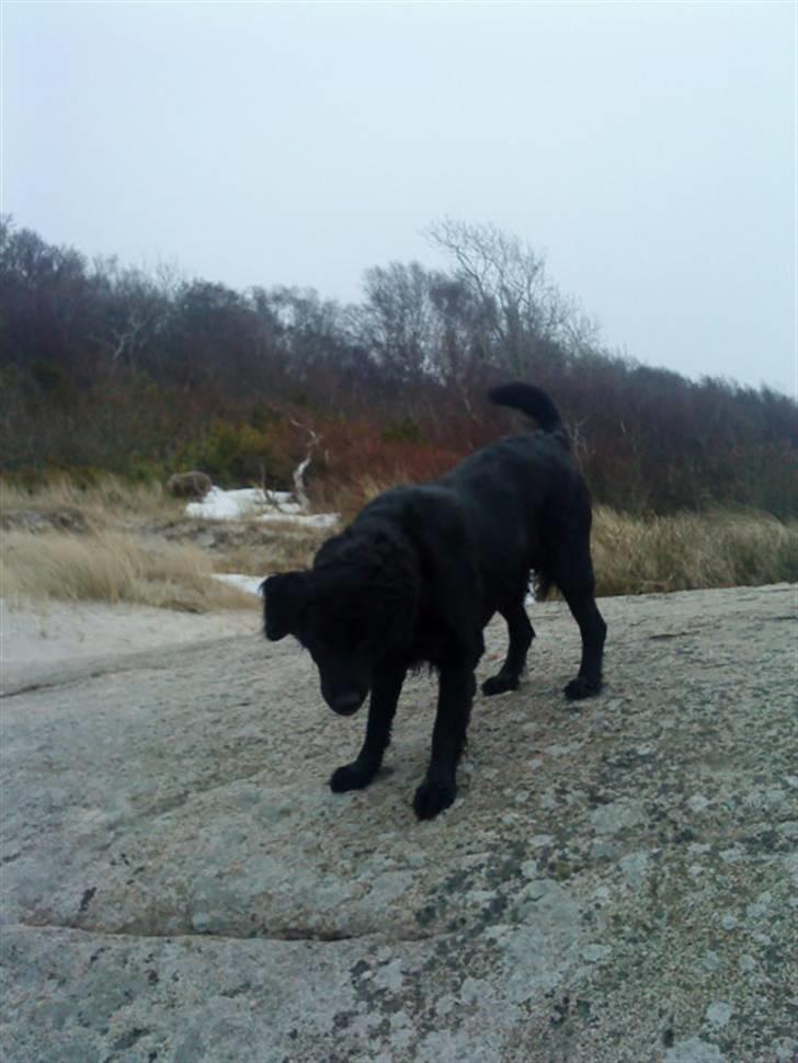 Blanding af racer Berta billede 3