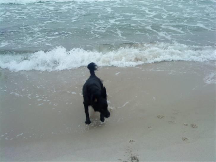 Blanding af racer Berta billede 4