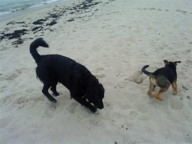 Blanding af racer Berta billede 5