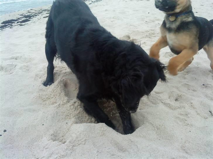 Blanding af racer Berta billede 6