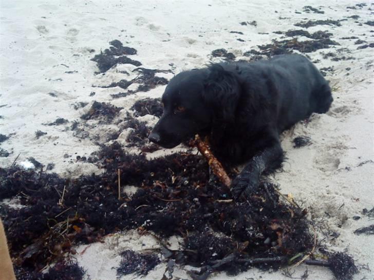 Blanding af racer Berta billede 7