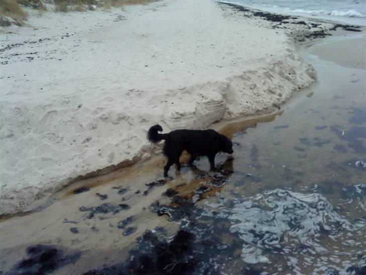 Blanding af racer Berta billede 8