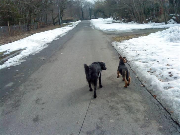 Blanding af racer Berta billede 9