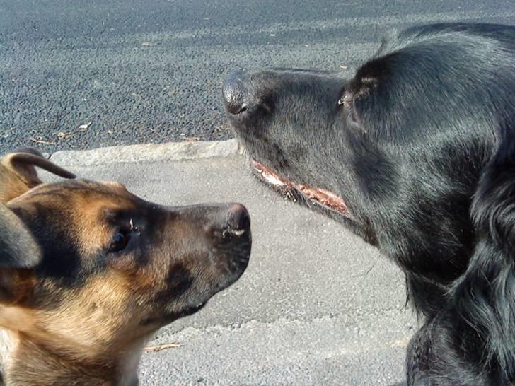 Blanding af racer Berta billede 10