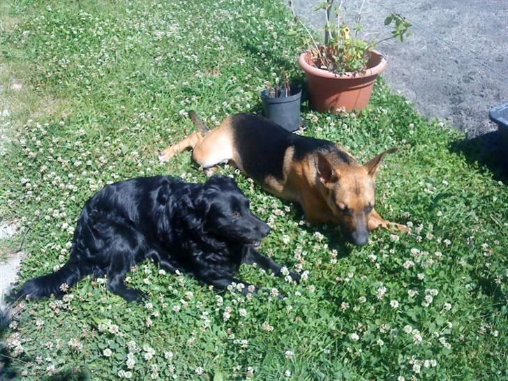 Blanding af racer Berta billede 11