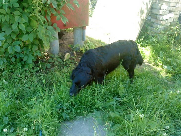 Blanding af racer Berta billede 12