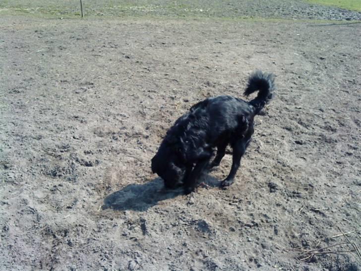 Blanding af racer Berta billede 13