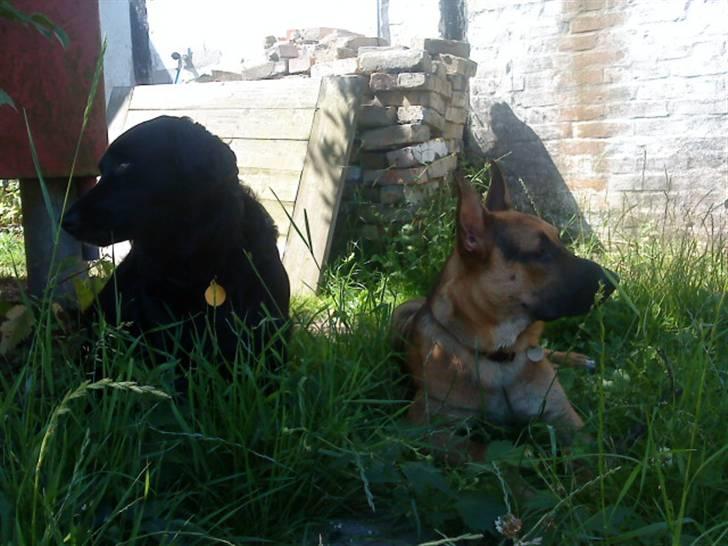 Blanding af racer Berta billede 14