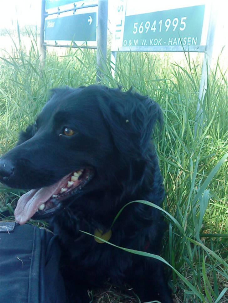 Blanding af racer Berta billede 15